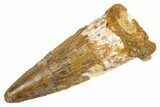 Fossil Spinosaurus Tooth - Real Dinosaur Tooth #305774-1